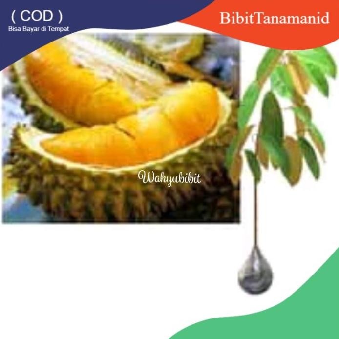 

Terlaris Bibit Durian Musangking Bibit Tanaman Buah Okulasi Untuk Tabulampot