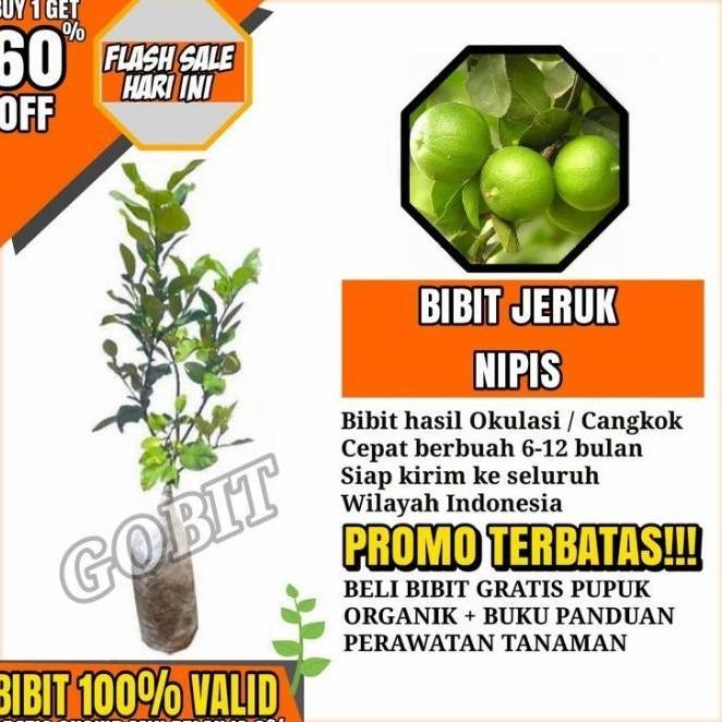 

Terlaris Bibit Tanaman Pohon Jeruk Nipis Hasil Okulasi Jaminan Asli Cccc