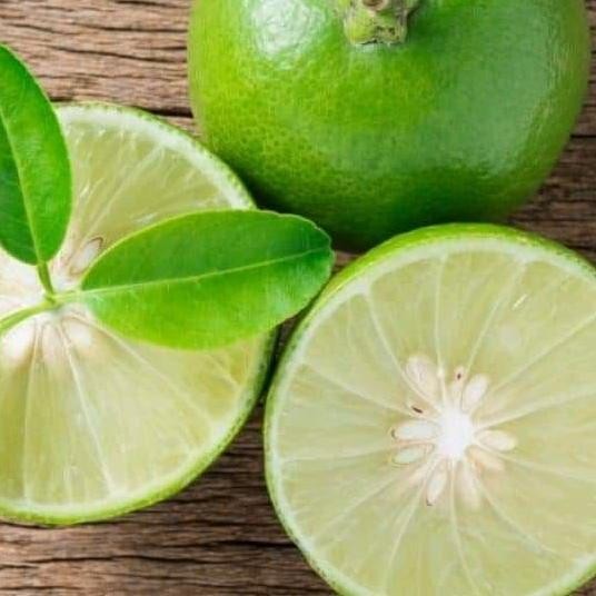 

Terlaris Bibit Jeruk Nipis Super