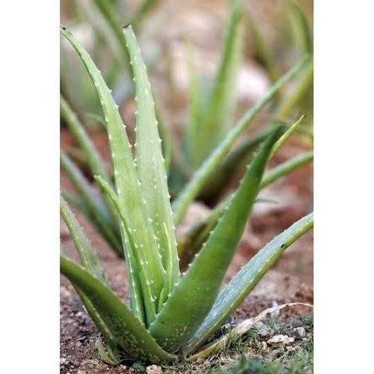 

Terlaris Bibit Aloe Vera Bibit Lidah Buaya Siap Tanam