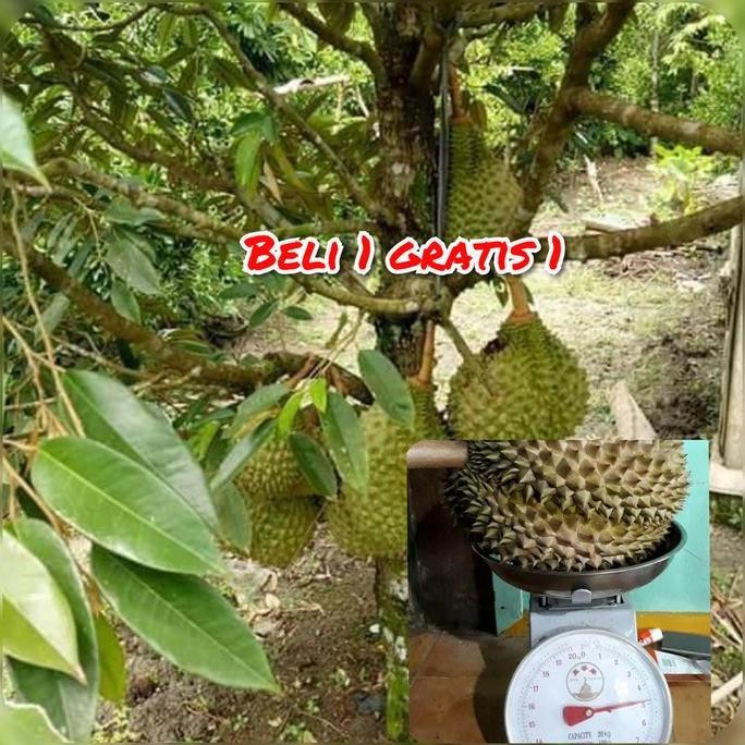 

Terlaris Bibit Durian Musangking Berbuah Pendek Beli 1Gratis 1