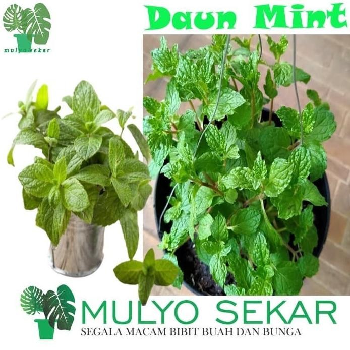 

Terlaris Bibit Tanaman Obat Daun Mint Herbal Jtm-