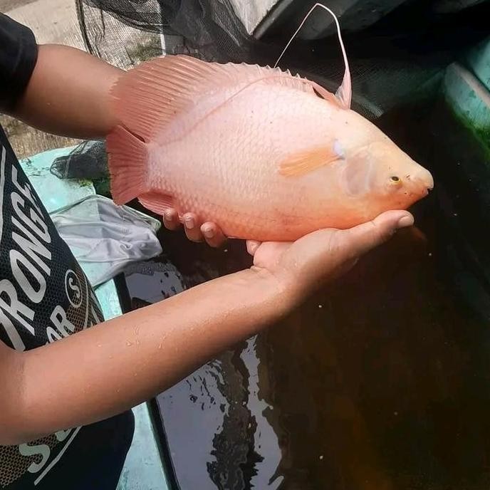 Terlaris Gurame Padang Hiasan Aquarium