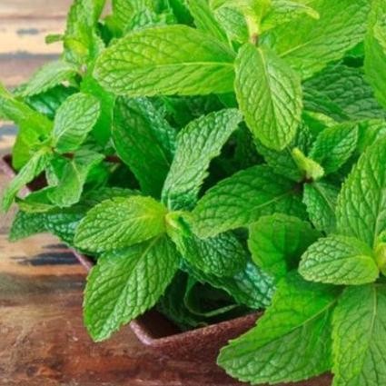 

Terlaris Biji Benih Bibit Herbal Daun Mint Spearmint - Aroma Mint Segar