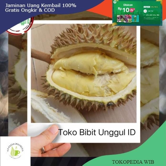 

Terlaris Bibit Durian Montong Super Jumbo Hasil Okulasi Beli 3 Bonus Pupuk