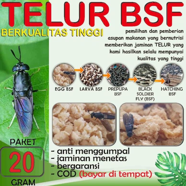 

BEST QUALITY TELUR BSF PAKET 20 gram nUg