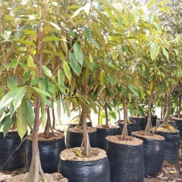 

Terlaris Bibit Buah Durian Merah Kaki 3 Premium Tinggi 1 Meter - Bibit Super