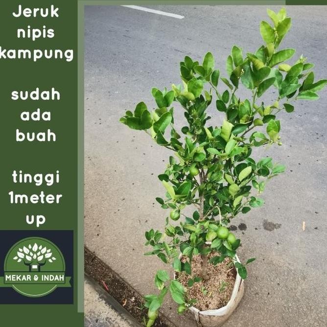 

Terlaris Promo / Terlaris Bibit Pohon Jeruk Nipis Berbuah, Tanaman Jeruk Nipis Kampung Terbaik