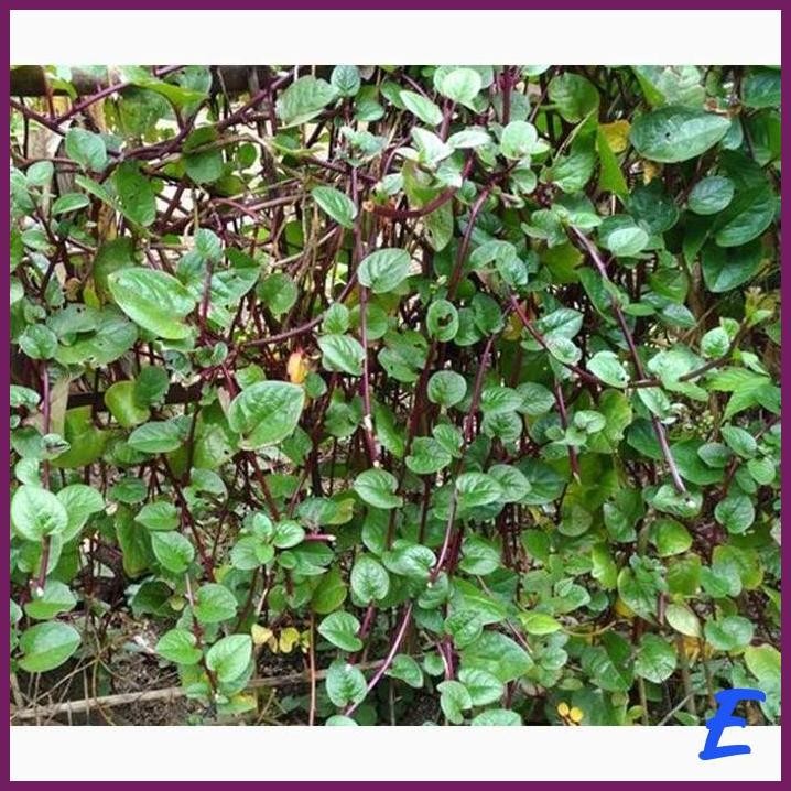 

| OMO | DAUN BINAHONG MERAH HIJAU TANAMAN PIAHONG OBAT HERBAL ORGANIK SEGAR FRESH TANPA PESTISIDA 100 GRAM