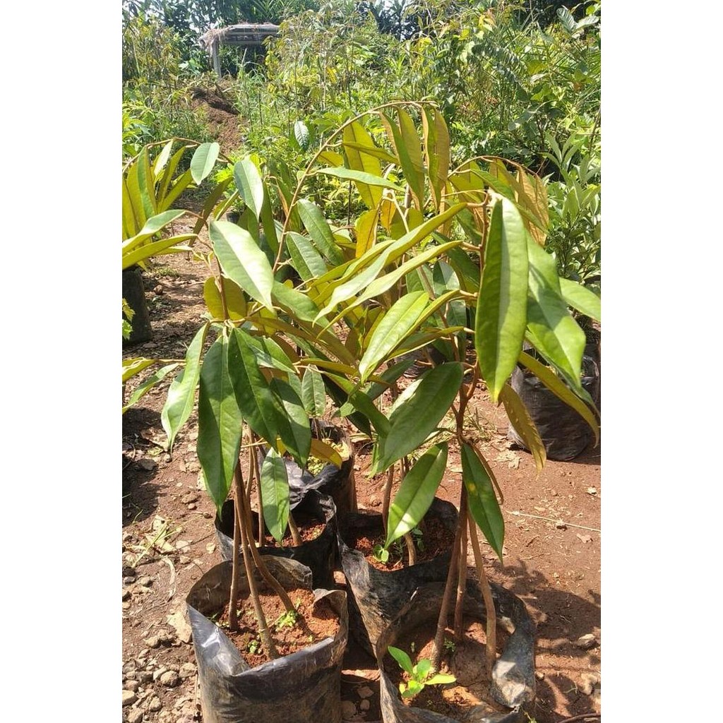 

Terlaris Bibit Durian Musangking Kaki 3 Tiga - Pohon Buah Duren Musang King