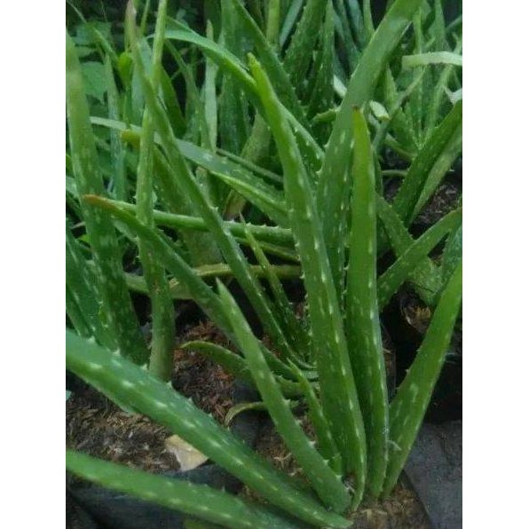 

Terlaris Promo Bibit Lidah Buaya Super