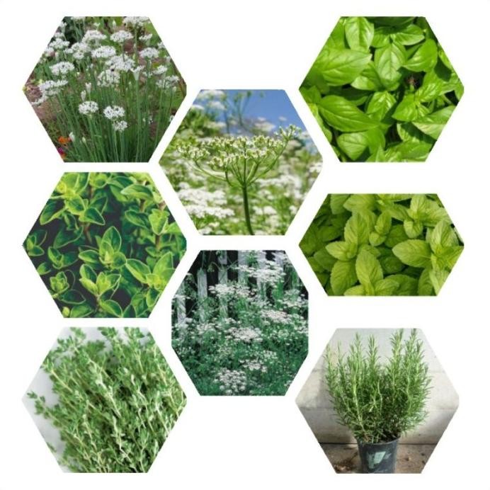 

Terlaris Paket 8 Jenis Bibit Benih Herb Thyme Oregano Rosemary Garlic Mint