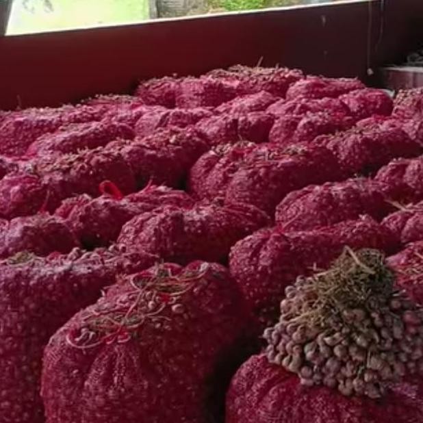 

Terlaris Bibit Bawang Merah Unggul