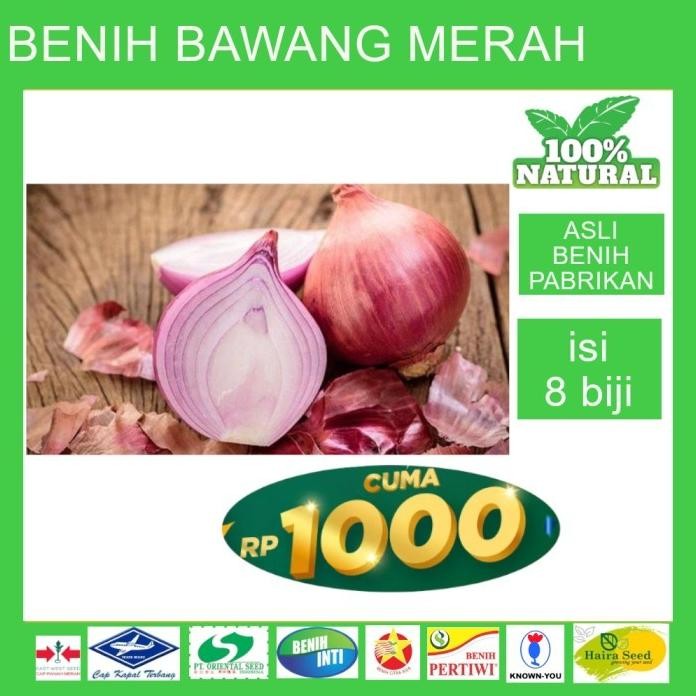 

Terlaris Bibit Benih Biji Seed Unggul Bawang Merah Seribuan .Rich