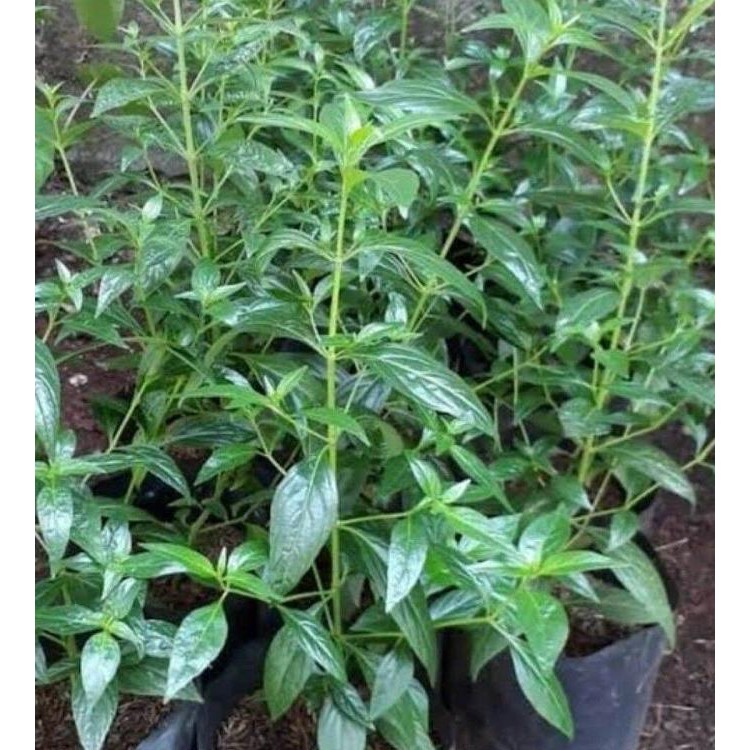 

Terlaris Tanaman Sambiloto//Bibit Sambiloto Tanaman Obat Dan Tanaman Herbal