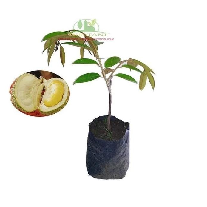 

Terlaris Bibit Durian Bawor Unggul Berkualitas Super