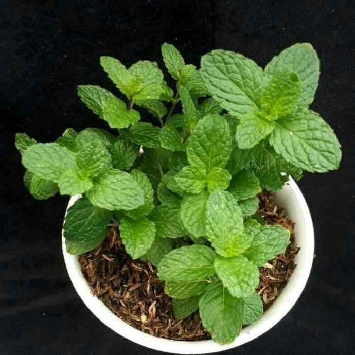 

Terlaris S1Ni! Tanaman Daun Mint Bibit Spearmint Mint Subur