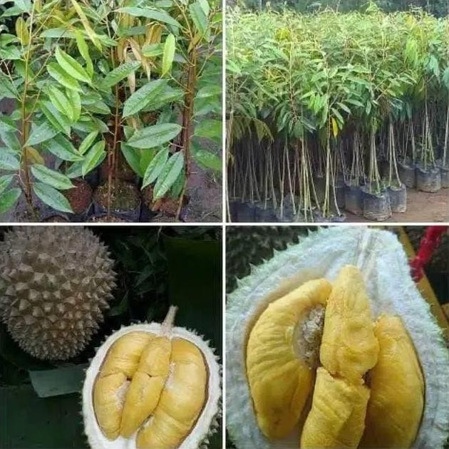 

Terlaris Bibit Durian Bawor Kaki 3