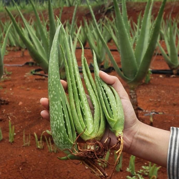 

Terlaris Um(1) Aloevera Bibit Lidah Buaya Jumbo Herbavera