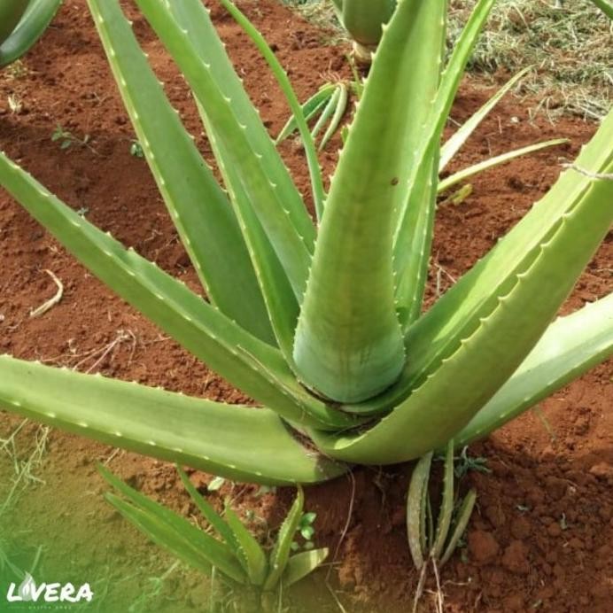 

Terlaris 40Cm Bibit Tanaman Lidah Buaya Jumbo Sinensis | Lovera.Id [Termurah]