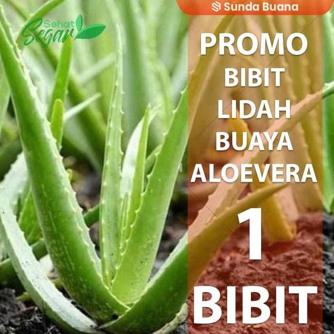 

Terlaris Bibit Tanaman Pohon Lidah Buaya Aloevera Ukuran Sedang