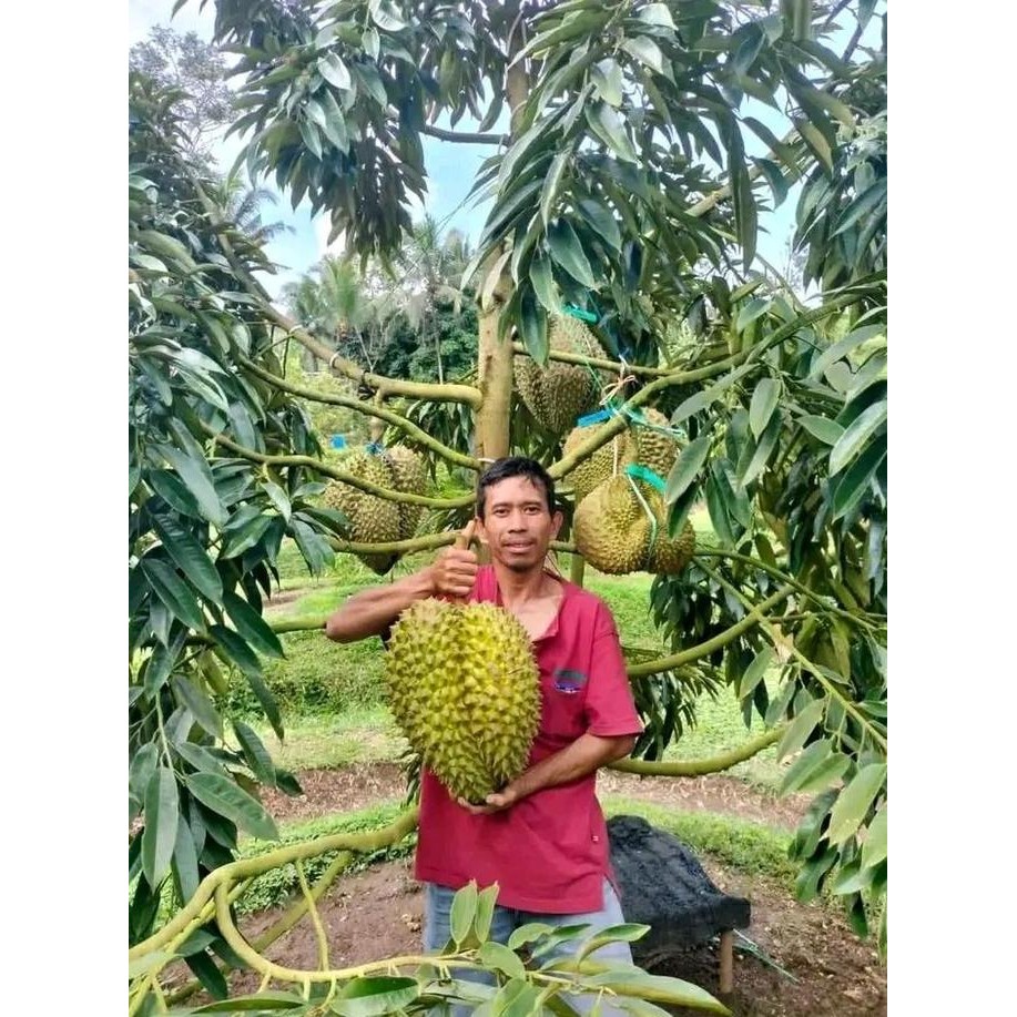 

Terlaris Bibit Durian Musangking Okulasi