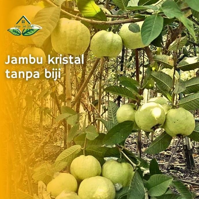 

Terlaris Cod Bibit Pohon Buah Jambu Kristal Tanpa Biji Cepat Berbuah Gts