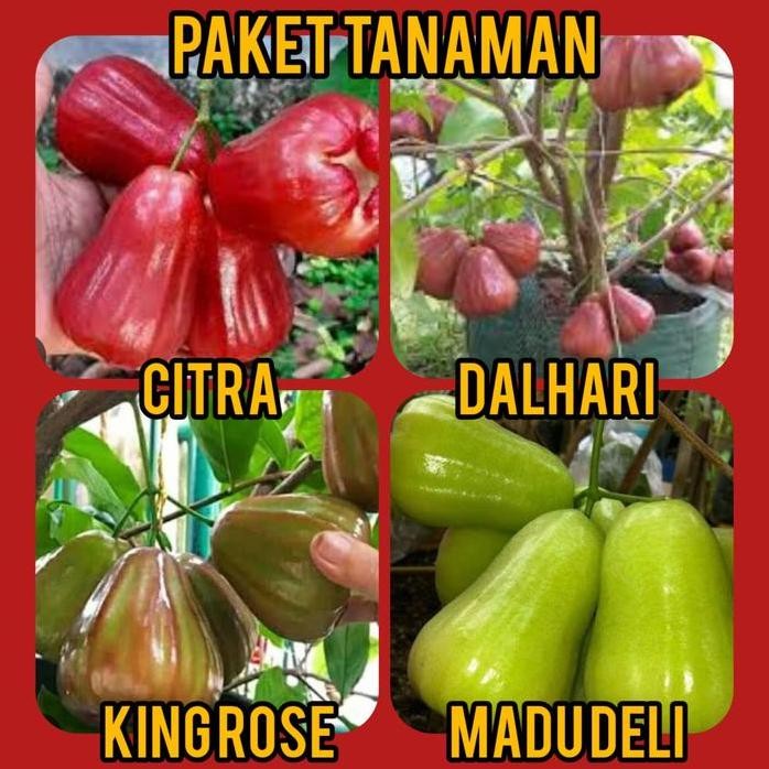 

Terlaris Paket 4 Bibit Jambu Citra , Dalhari, King Rose , Madu Deli