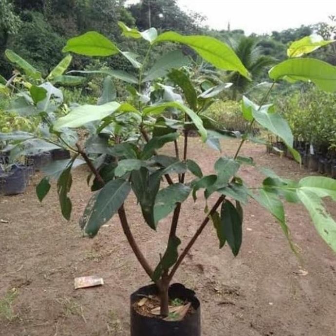 

Terlaris Bibit Tanaman Buah Jambu Air Madu Deli