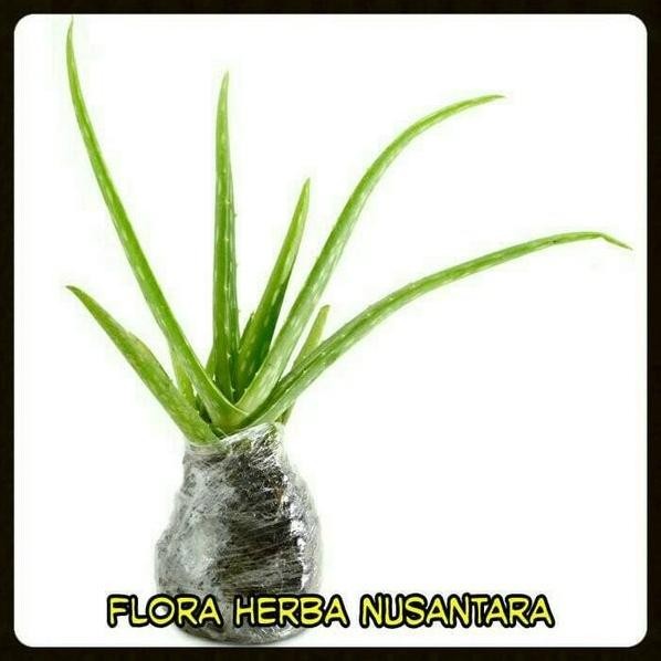 

Terlaris Bibit Tanaman Lidah Buaya Emrokw 1221Pj