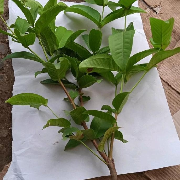 

Terlaris Bibit Jambu Madu Deli Okulasi Siap Berbuah Tanaman