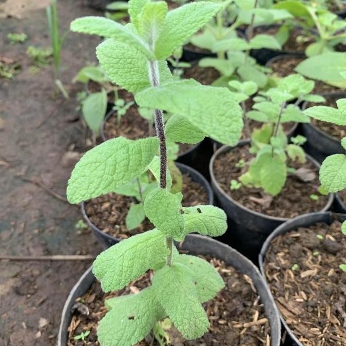 

Terlaris Bibit Tanaman Apple Mint - Daun Mint Apel