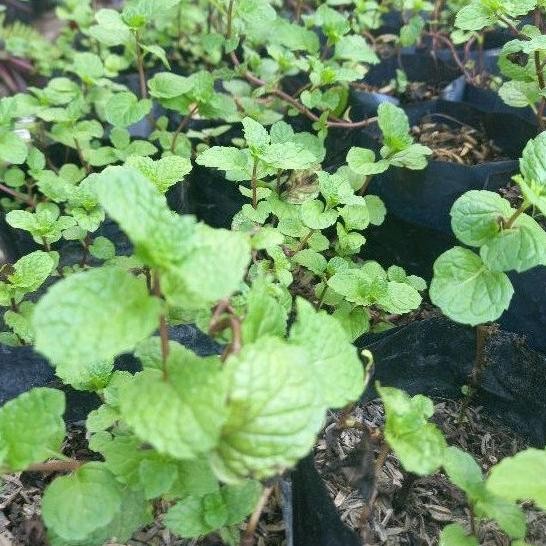 

Terlaris Ready Terlaris Tanaman Mint Bibit Mint Daun Mint Tanaman Herbal Mint
