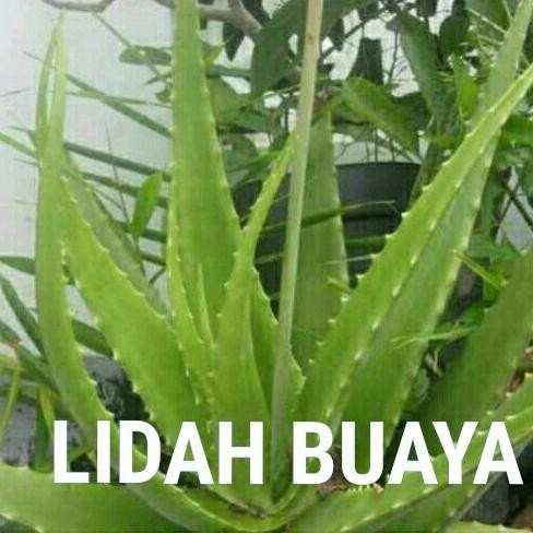 

Terlaris Bibit Tanaman Lidah Buaya - Tanaman Herbal Lidah Buaya Murah#Bibit_Unggul_Amanah