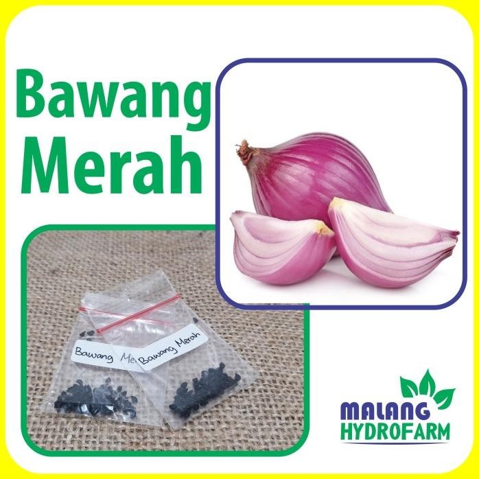 

Terlaris Benih Bawang Merah Unggulan Berkualitas Biji Bibit Hydroponik Hidroponik Sayuran Tanaman Sayur