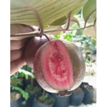 

Terlaris Bibit Jambu Biji Merah Atau Australia