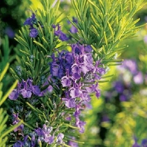 

Terlaris Bibit Benih Biji Tanaman Bunga Rosemary Wangi Dan Harum Isi 10 Biji