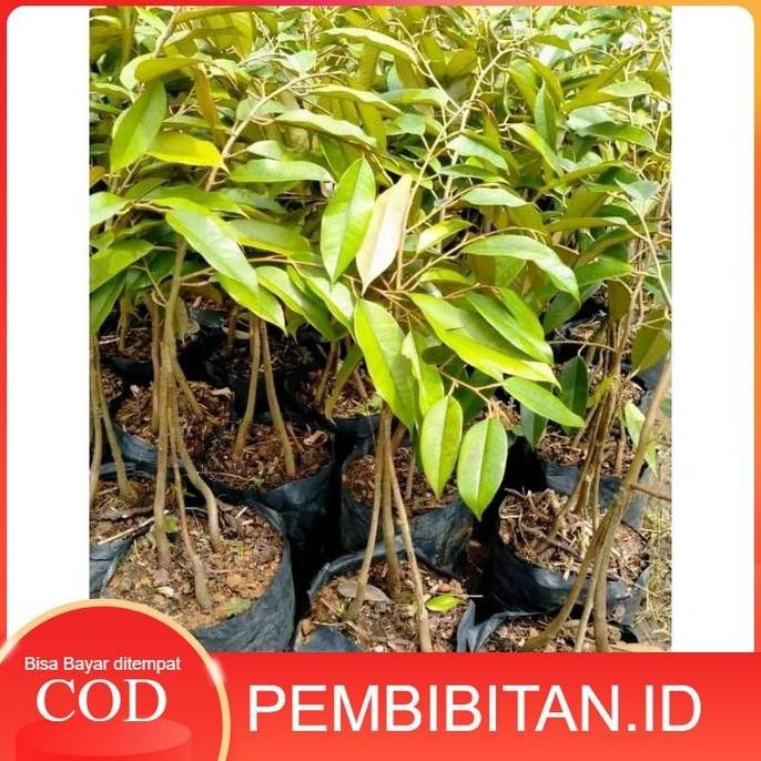 

Terlaris Bibit Durian Musangking Kaki 3 Okulasi Cepat Berbuah