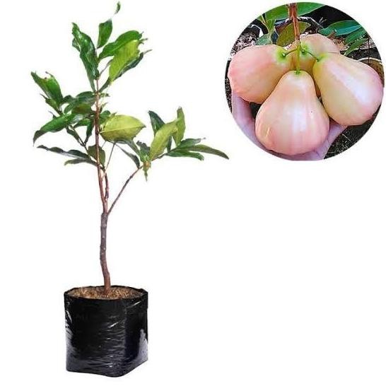 

Terlaris Bibit Tanaman Buah Jambu Air Giant Rose