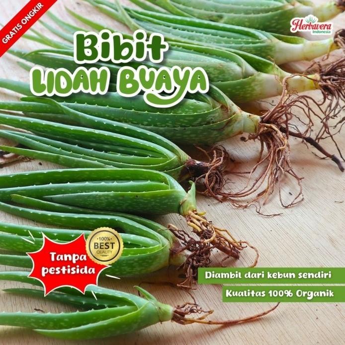

Terlaris Aloevera Bibit Lidah Buaya Jumbo Herbavera
