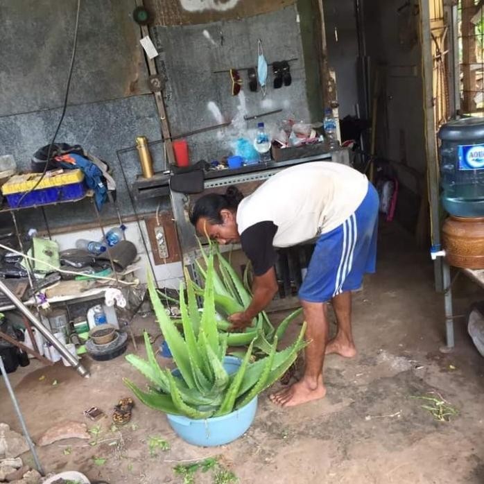 

Terlaris Bibit Lidah Buaya Super Jumbo