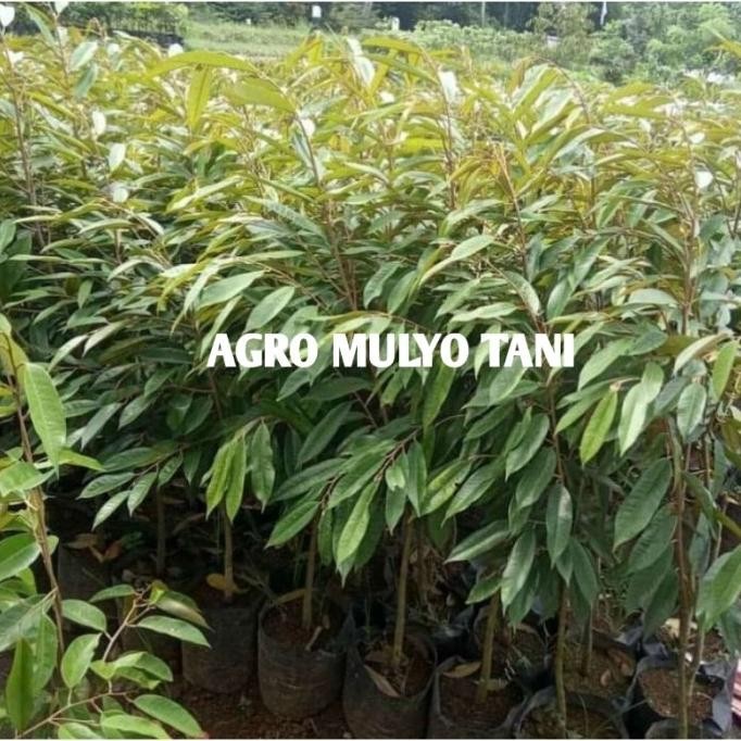 

Terlaris Bibit Durian Montong Hasil Okulasi Cepat Berbuah