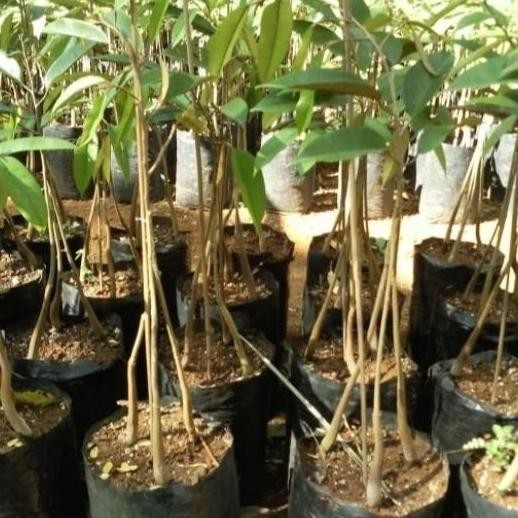 

Terlaris Bibit Tanaman Durian Musang King Kaki 3 Tinggi 1M Sampai 1,5M