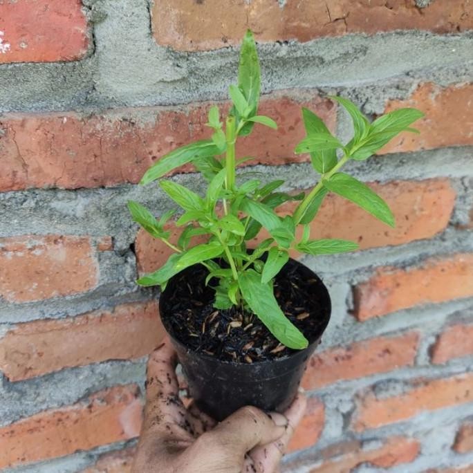 

Terlaris Tanaman Daun Mint Jenis Desert Mint / Bibit Mint Hidup Kikdsi 1958Ly