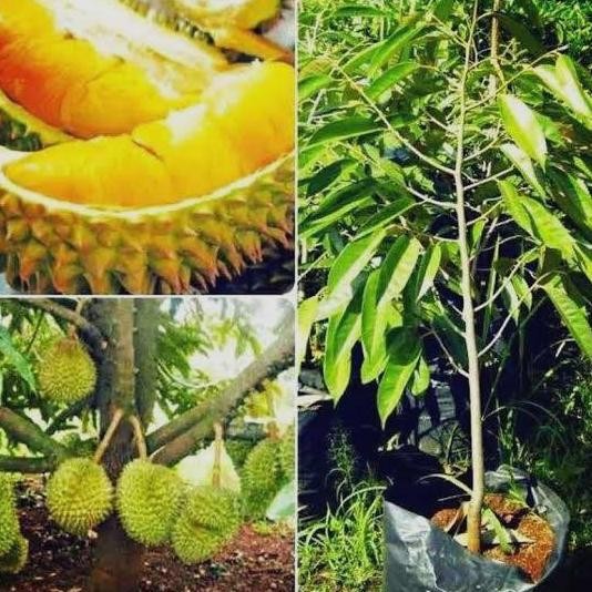 

Terlaris Bibit Buah Durian Bawor Okulasi