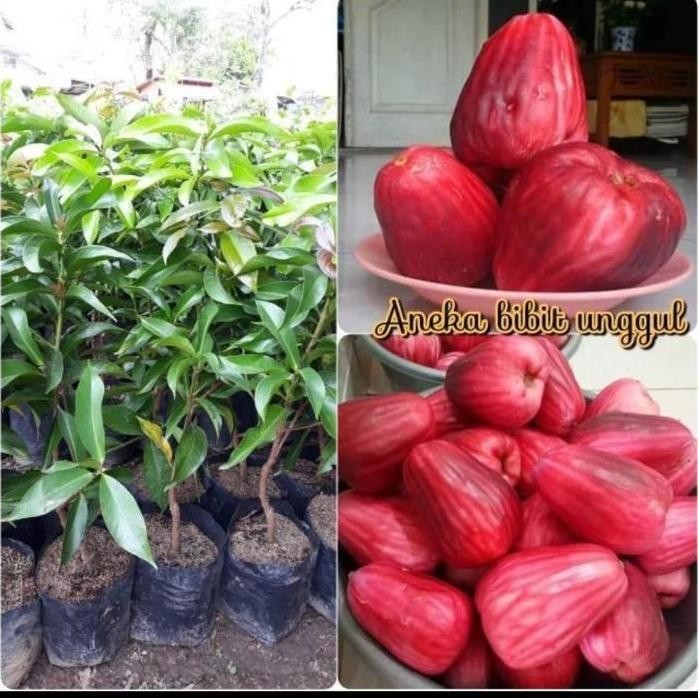 

Terlaris Bibit Buah Jambu Air Jamaika Okulasi