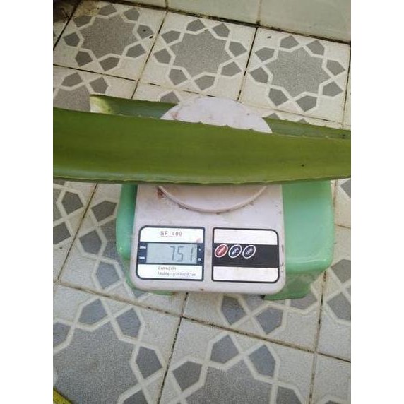 

Terlaris Bibit Aloe Vera Jumbo - Lidah Buaya Pontianak