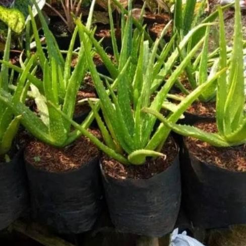 

Terlaris Bibit Tanaman Lidah Buaya Pohon Aloevera Jumbo