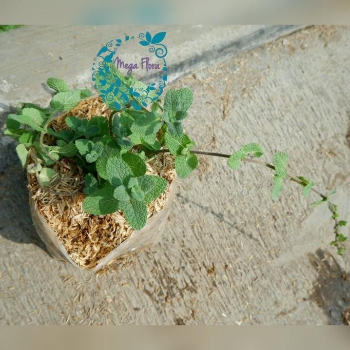 

Terlaris Tanaman Apple Mint Herbal Obat Bibit Daun Cccc