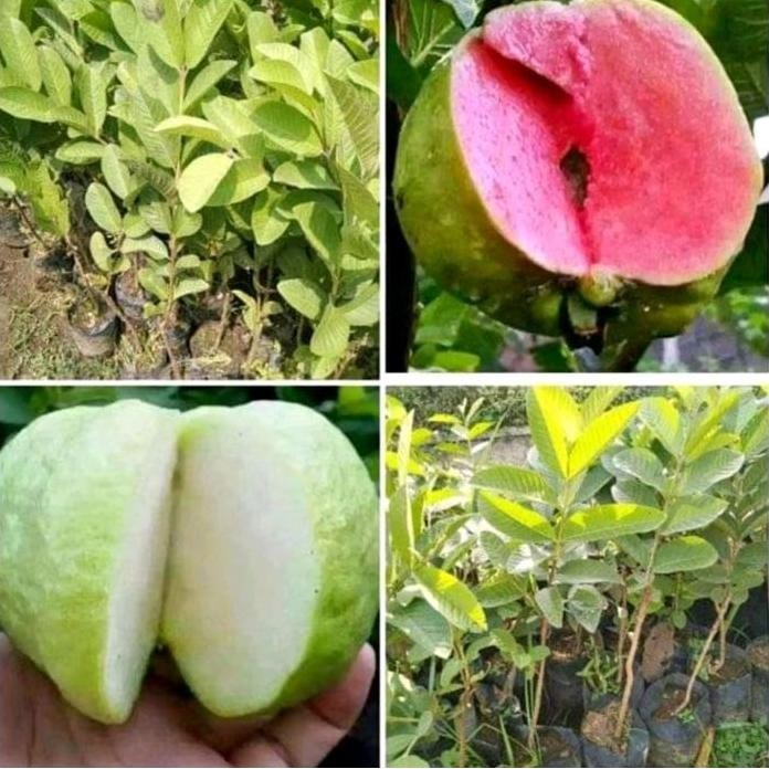 

Terlaris Benih Bibit Jambu Kristal Model Okulasi